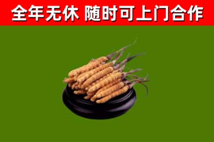 眉山回收散虫草